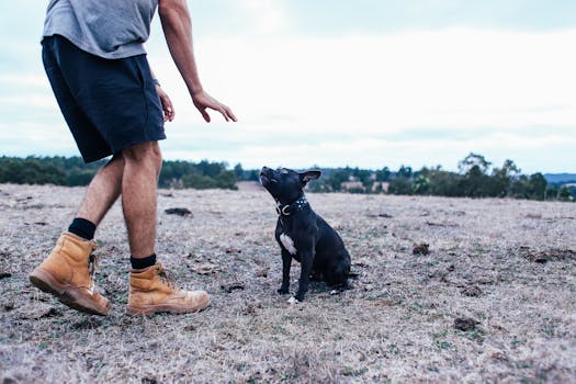 dog training in the field