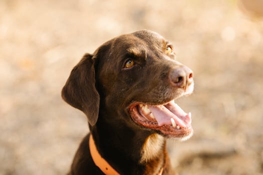 hunting dog retrieving