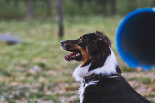 hunting dog on a training course