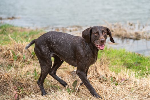 happy hunting dog in a field