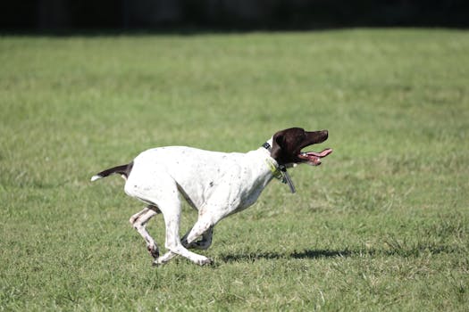 dog practicing tracking