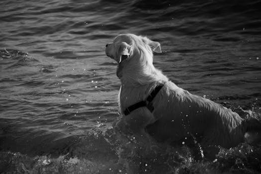 dog retrieving a dummy