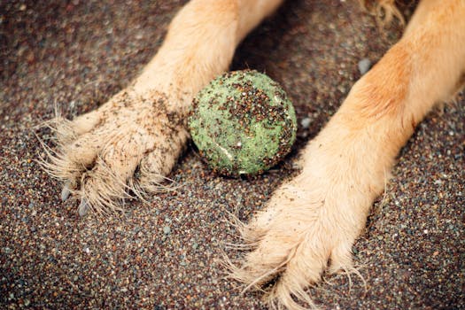 hunting dog retrieving a game