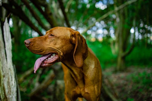 happy hunting dog