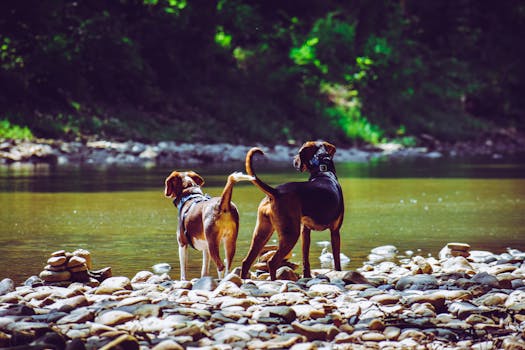 Beagle socializing with other dogs