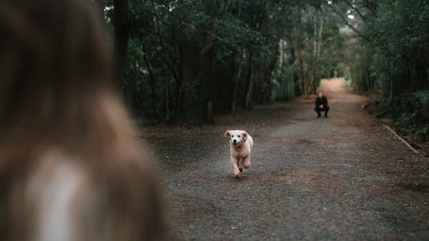 Retriever on a scent trail