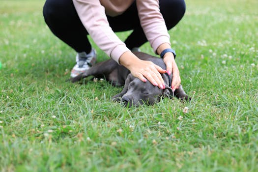 dog trainer with pointing dog