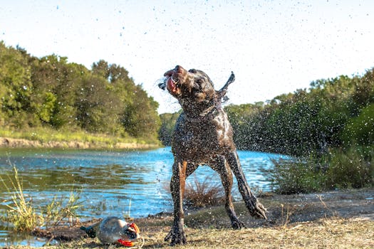 hunting dog retrieving a bird