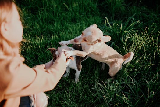 hunters with their dogs in the field