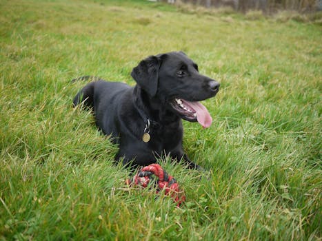 dog retrieving a dummy in a field with distractions