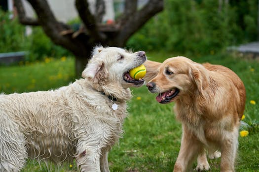 happy retriever puppy playing