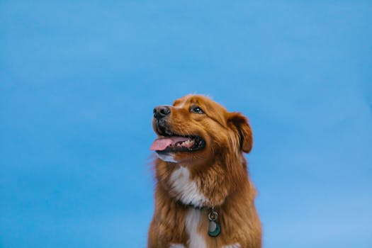 retriever successfully retrieving a dummy