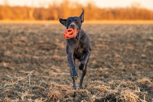 GSP fetching a dummy