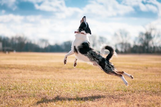 hunters with their trained dogs in the field