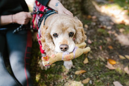 dog retrieving a toy