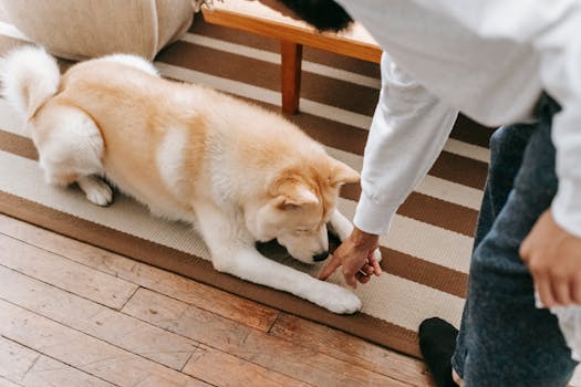 dog training with owner