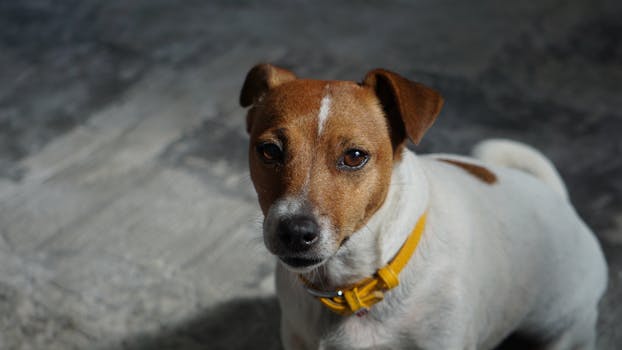 hunter training his dog with e-collar