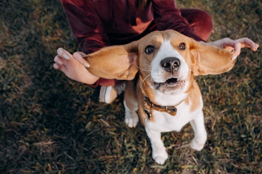 beagle training outdoors