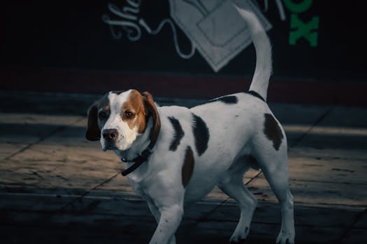 beagle practicing obedience