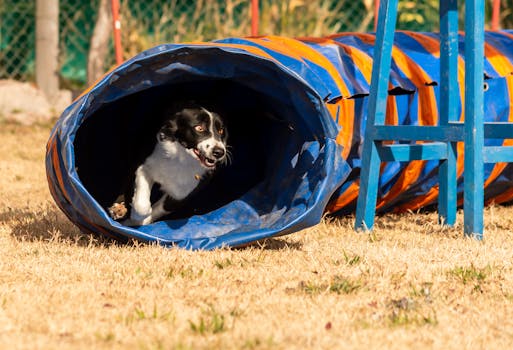 hunting dog navigating an agility course