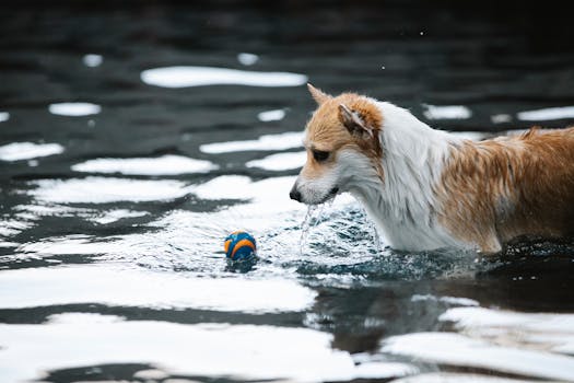 dog retrieving a dummy from water