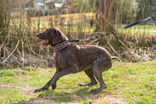 happy hunting dog running outdoors