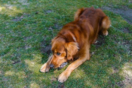 dog retrieving dummy in field