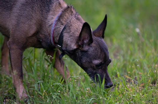 older dog practicing tracking