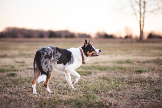 dog tracking exercise