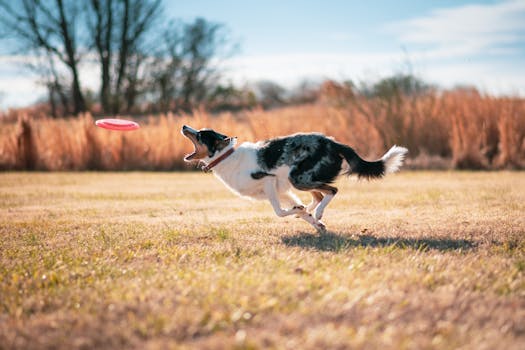 dog agility training