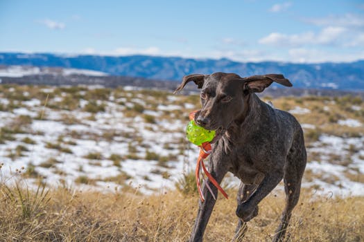 hunting dog retrieving in the field