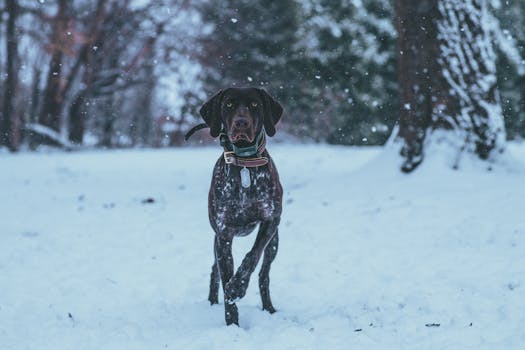 hunting dog in action