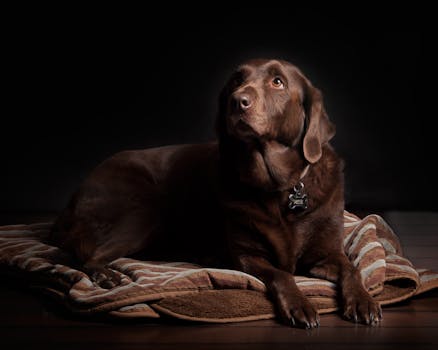 Retriever practicing recall