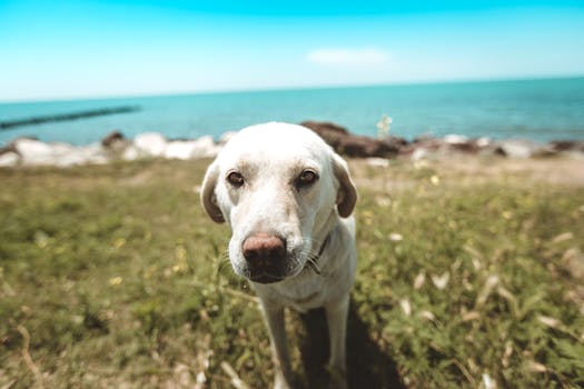 Labrador Retriever hunting