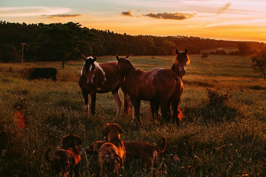 Hunters with their dogs in the field