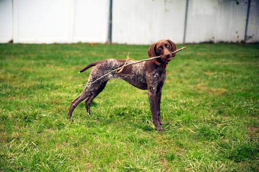 happy hunting dog in the field