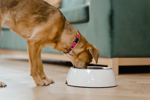 dog finding hidden treats