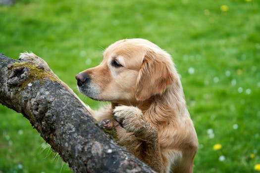 dog tracking in the field