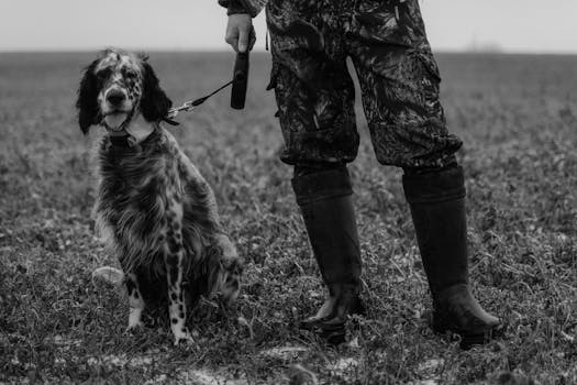 Hunting dog pointing in the field