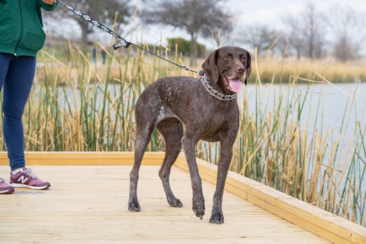 Training a German Shorthaired Pointer outdoors