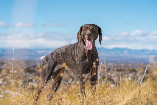 German Shorthaired Pointer running in a field