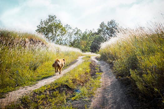 dog retrieving in the field