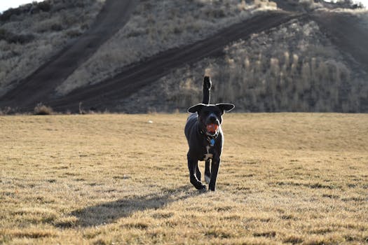 happy dog playing fetch