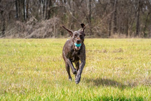 happy hunting dog retrieving a duck