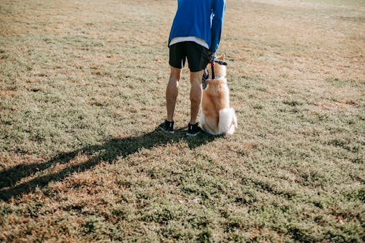 dog training in a field