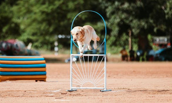 Dog navigating an agility course