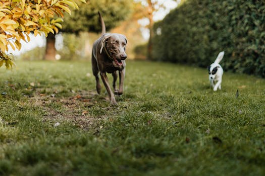 happy hunting dog