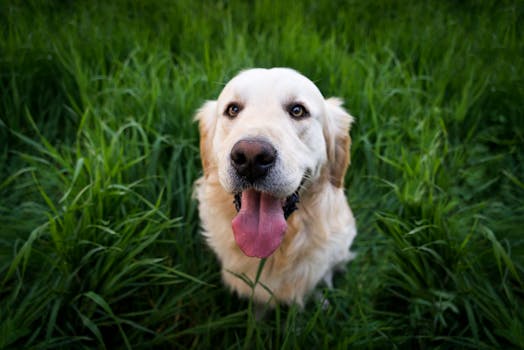 happy dog and trainer in the field