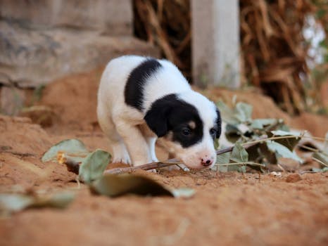 Hunting dog sniffing the ground