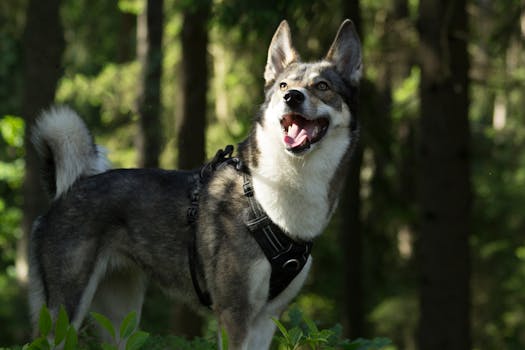 happy hunter with their dog